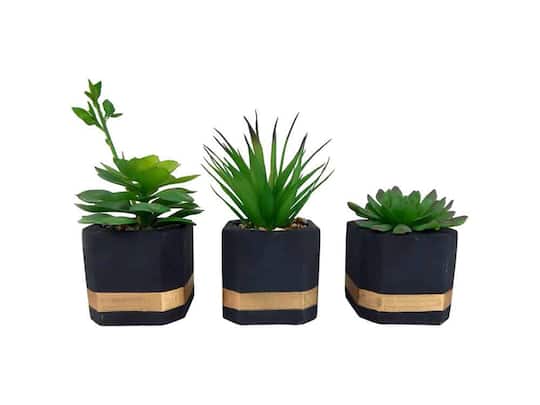 Succulents in Modern Painted Cement Pot Set